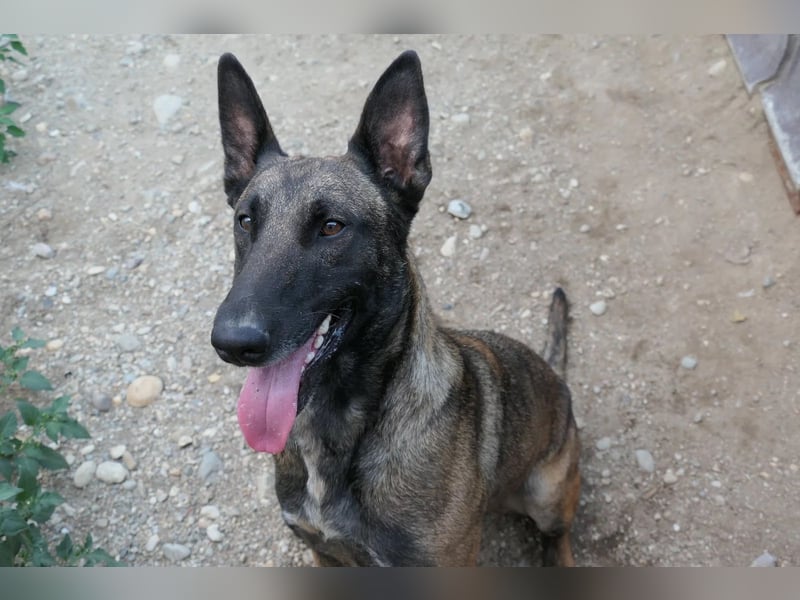 GINA - menschenbezogene & lernfreudige Hündin