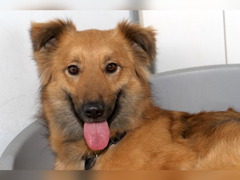 Dani – zarte Hundeseele mit großem Herzen