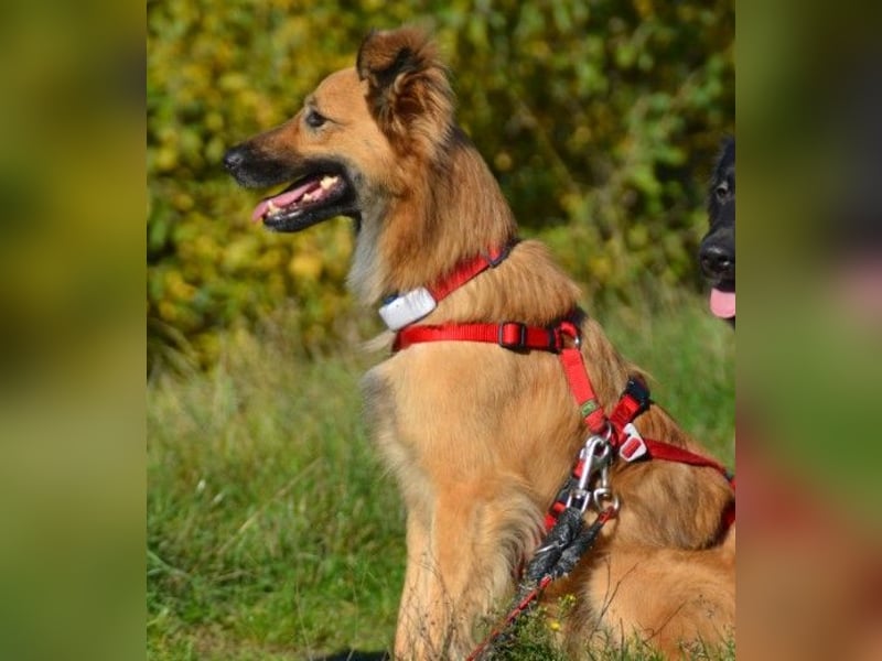 DANI  verschmuste und lernwillige Begleiterin