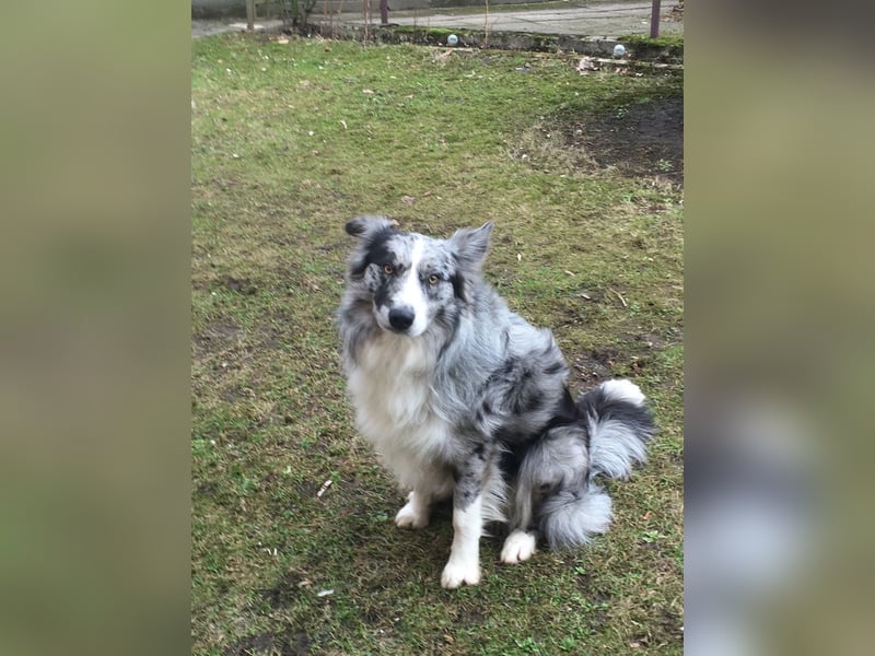 Theo - sucht ein liebevolles, konsequentes Zuhause