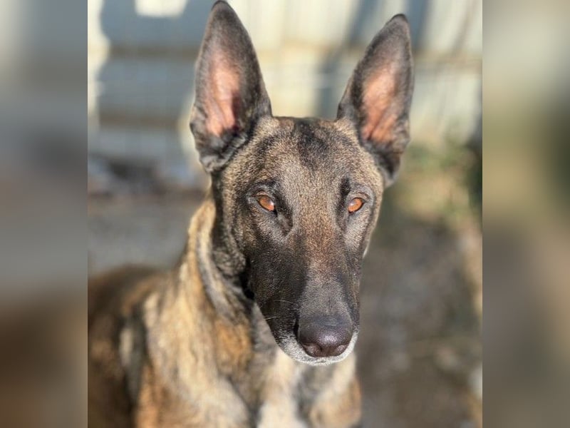 GINA - liebe, lernfreudige Hündin sucht ihr Zuhause