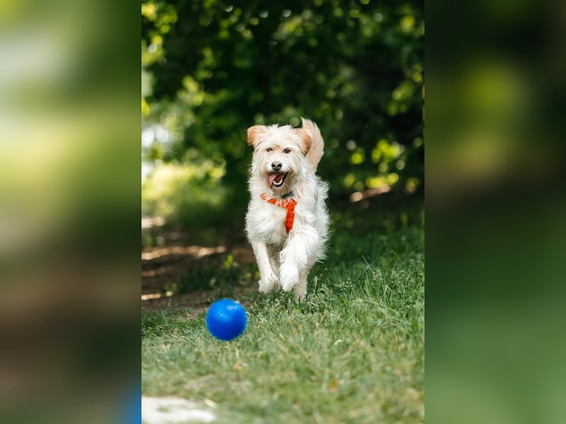 Fröhliche Lulu sucht ihre Familie