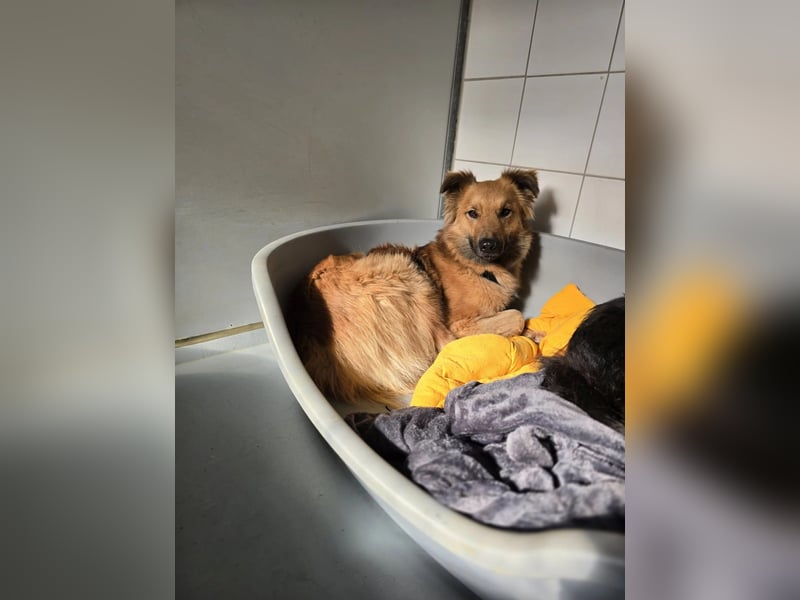 Dani – zarte Hundeseele mit großem Herzen