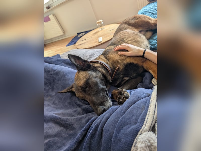 GINA - menschenbezogene & lernfreudige Hündin