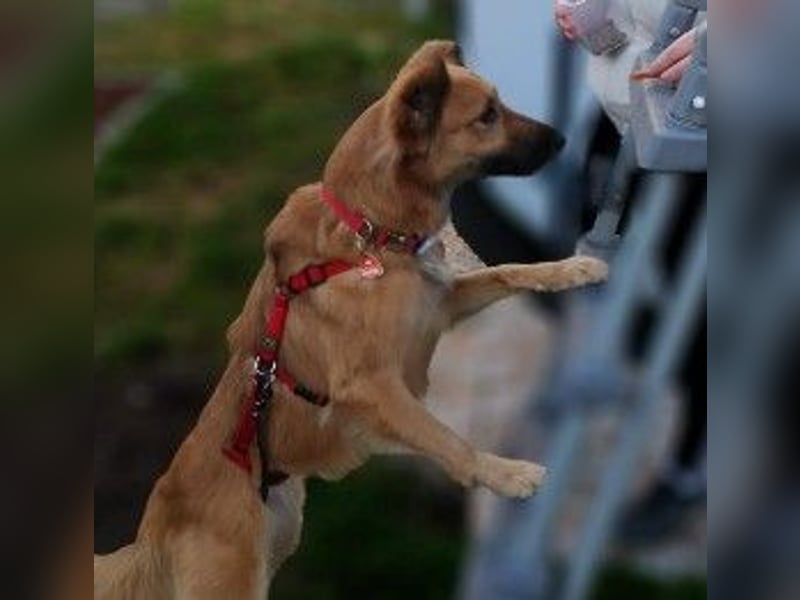 DANI  verschmuste und lernwillige Begleiterin
