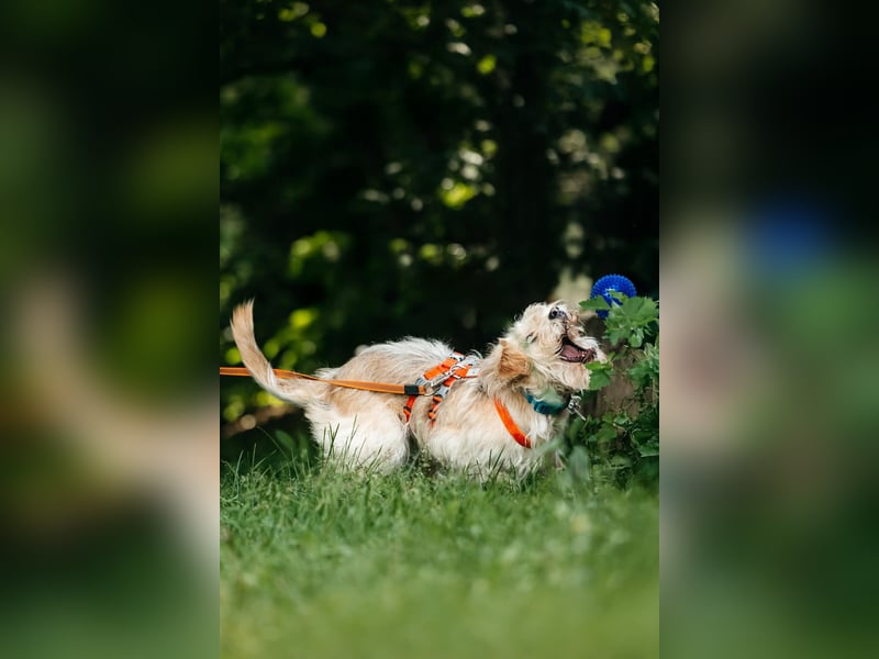 Fröhliche Lulu sucht ihre Familie