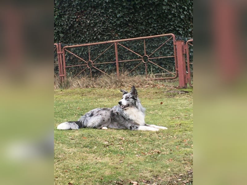 Theo - sucht ein liebevolles, konsequentes Zuhause