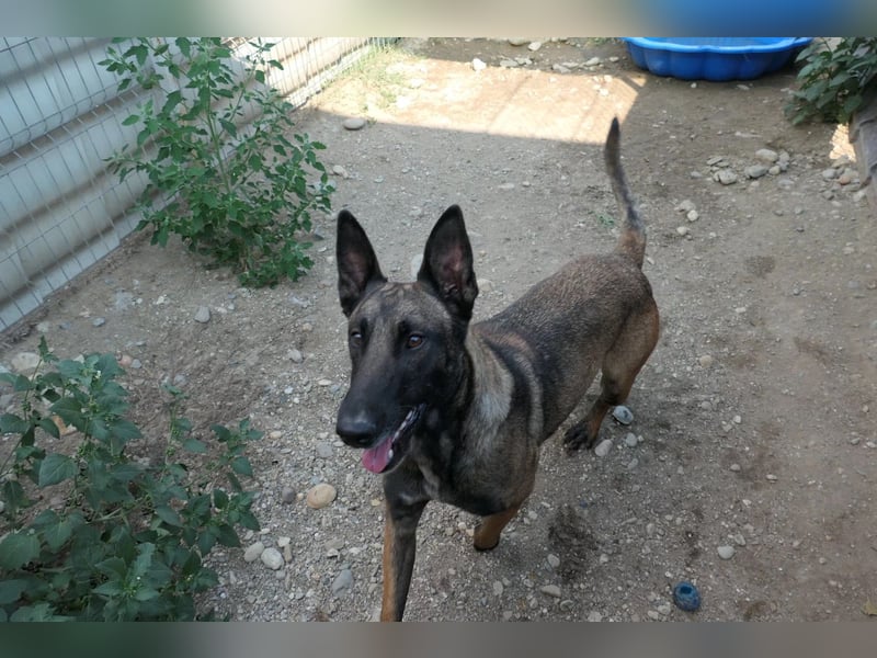 GINA - liebe, lernfreudige Hündin sucht ihr Zuhause