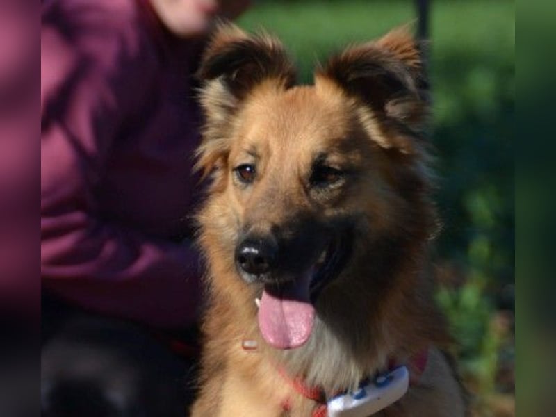 DANI  verschmuste und lernwillige Begleiterin