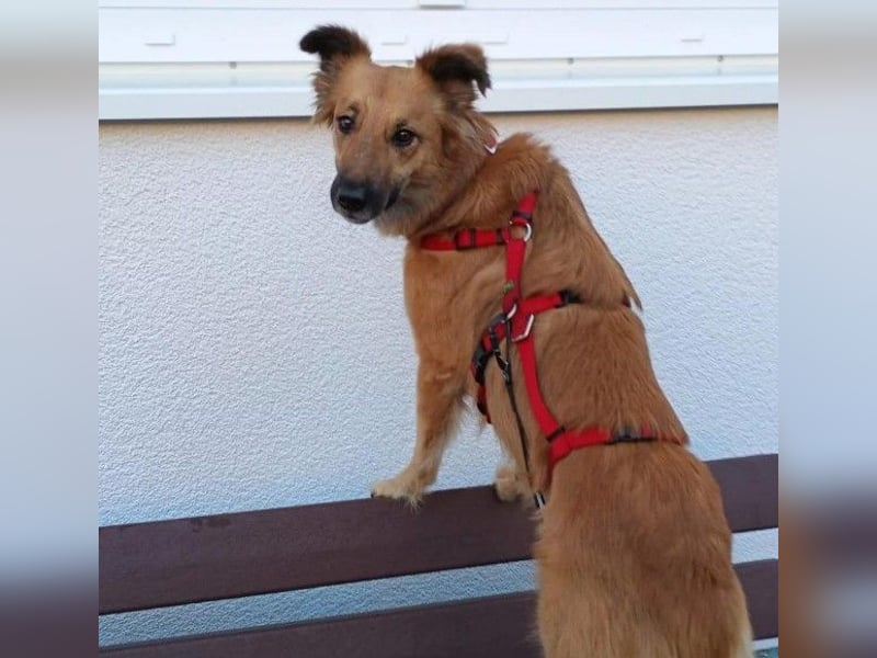 DANI  verschmuste und lernwillige Begleiterin