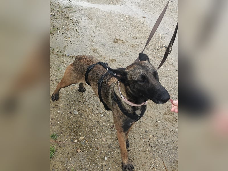 GINA - liebe, lernfreudige Hündin sucht ihr Zuhause