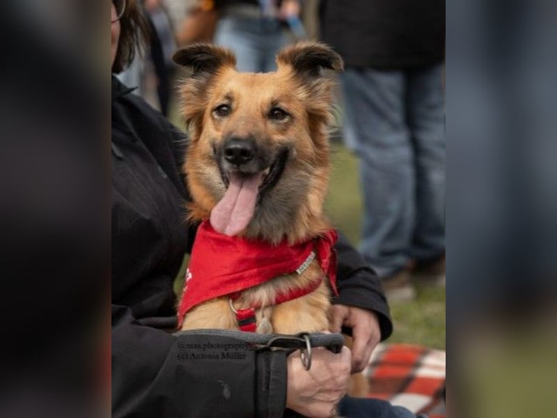 DANI  verschmuste und lernwillige Begleiterin