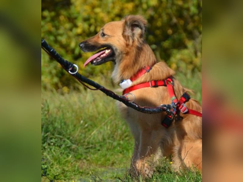 Dani, auf dem Weg zur Traumhündin