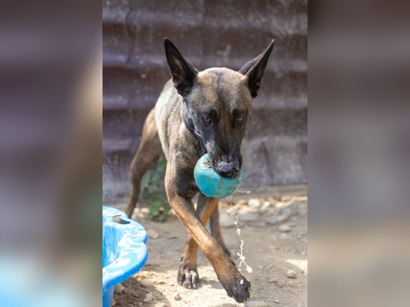 GINA - menschenbezogene & lernfreudige Hündin