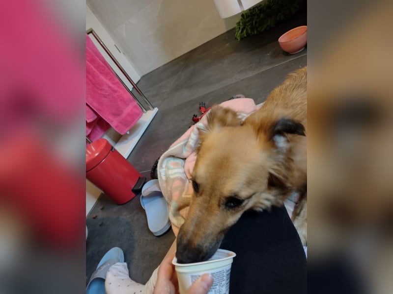 Dani, auf dem Weg zur Traumhündin