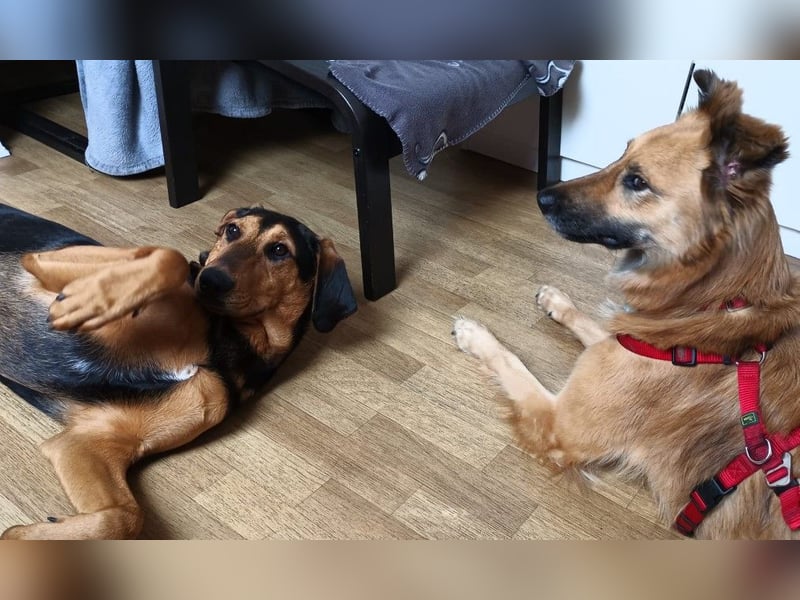 DANI  verschmuste und lernwillige Begleiterin