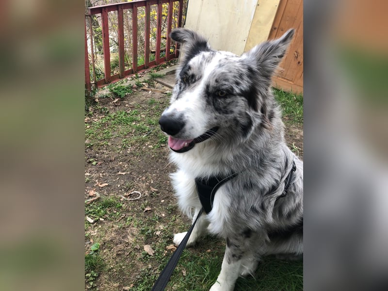 Theo - sucht ein liebevolles, konsequentes Zuhause