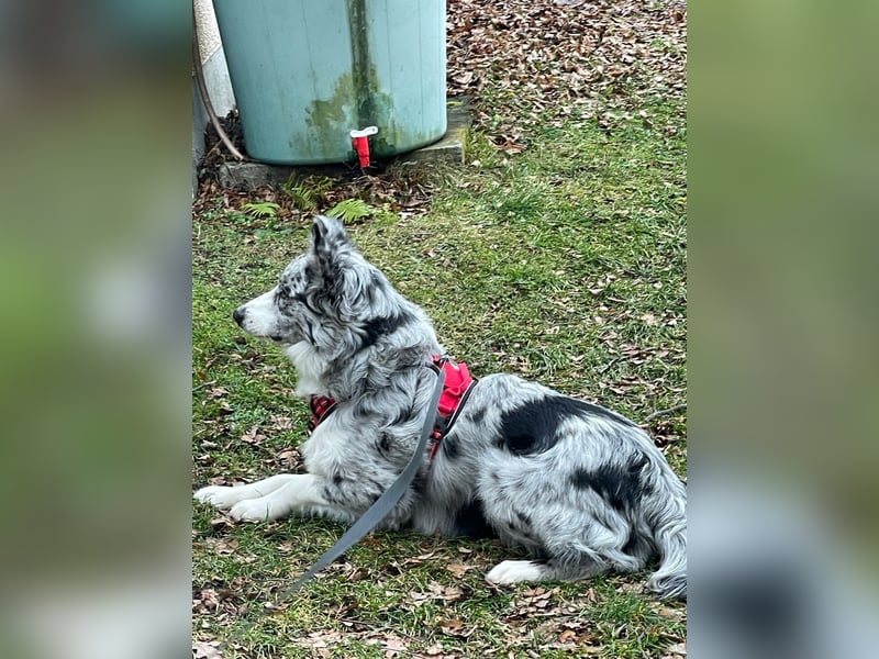 Theo - sucht ein liebevolles, konsequentes Zuhause