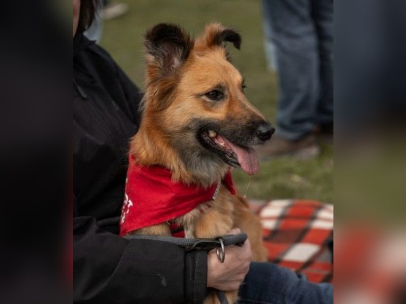 DANI  verschmuste und lernwillige Begleiterin