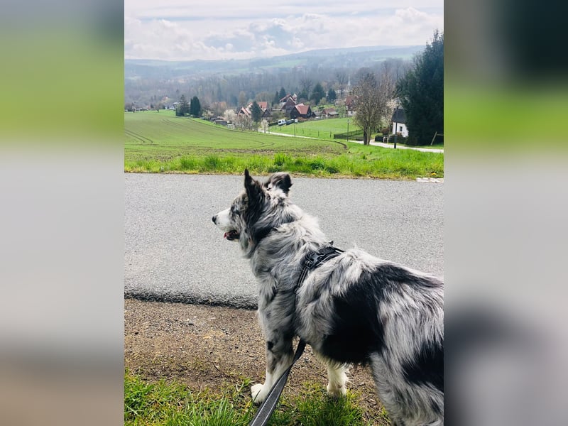 Theo - sucht ein liebevolles, konsequentes Zuhause