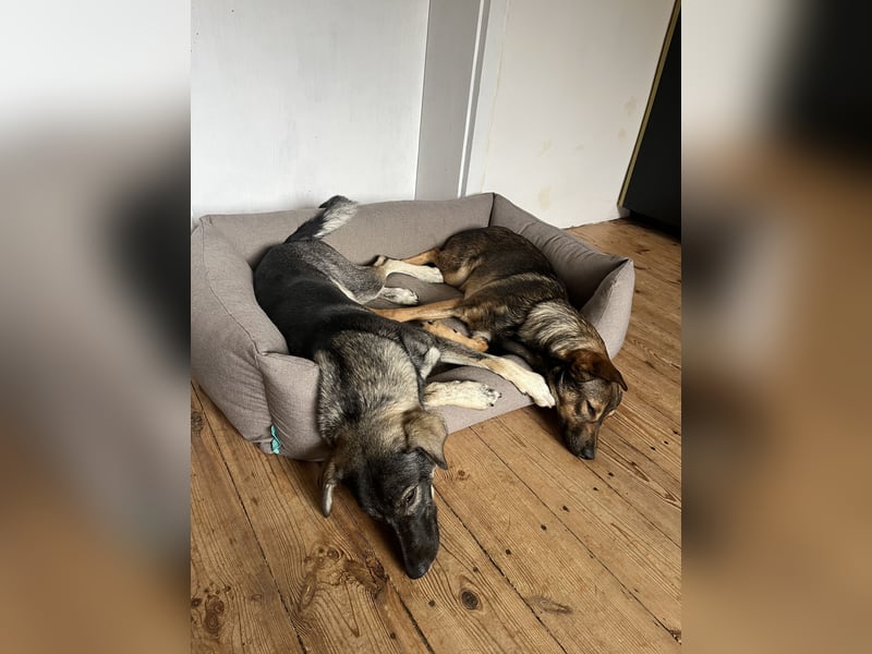 Verschmuster Junghund MORITZ sucht sein Zuhause!