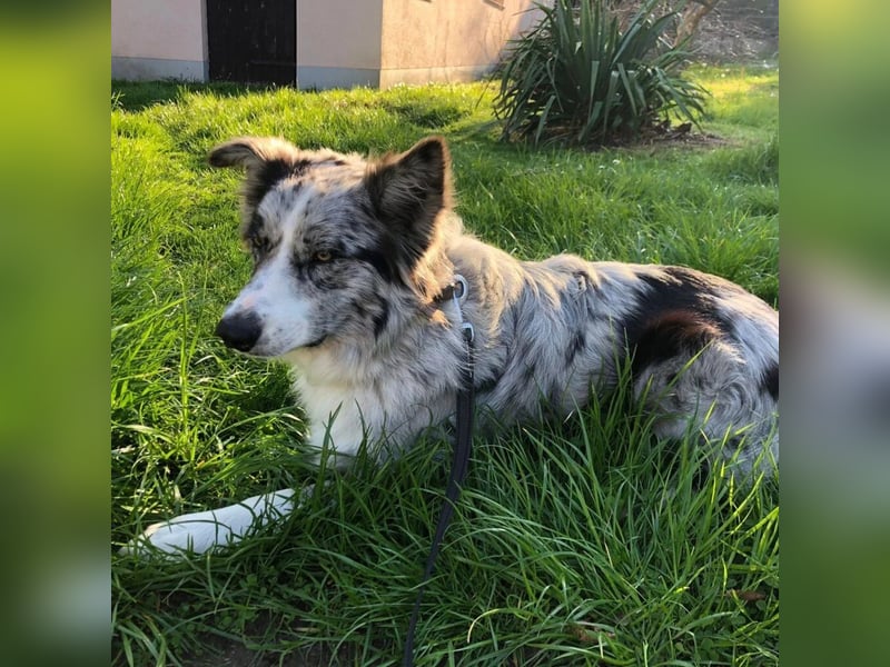 Theo - sucht ein liebevolles, konsequentes Zuhause