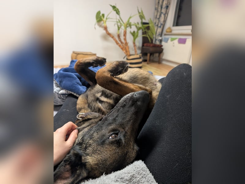 GINA - liebe, lernfreudige Hündin sucht ihr Zuhause