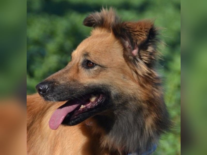 DANI  verschmuste und lernwillige Begleiterin