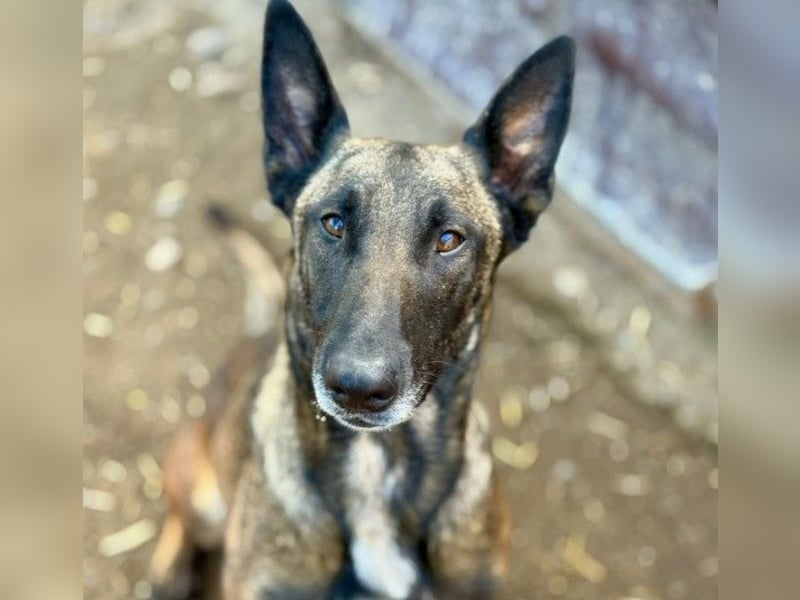 GINA - liebe, lernfreudige Hündin sucht ihr Zuhause