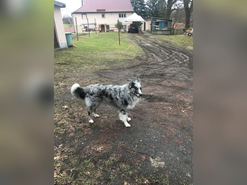 Theo - sucht ein liebevolles, konsequentes Zuhause