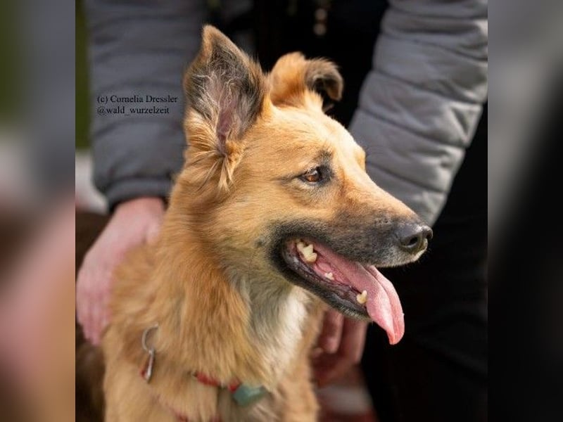 DANI  verschmuste und lernwillige Begleiterin