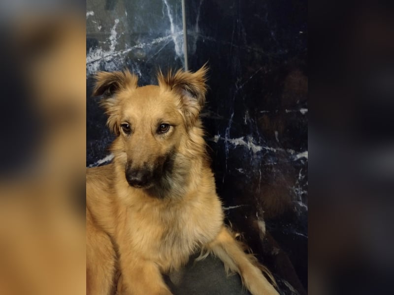 Dani – zarte Hundeseele mit großem Herzen