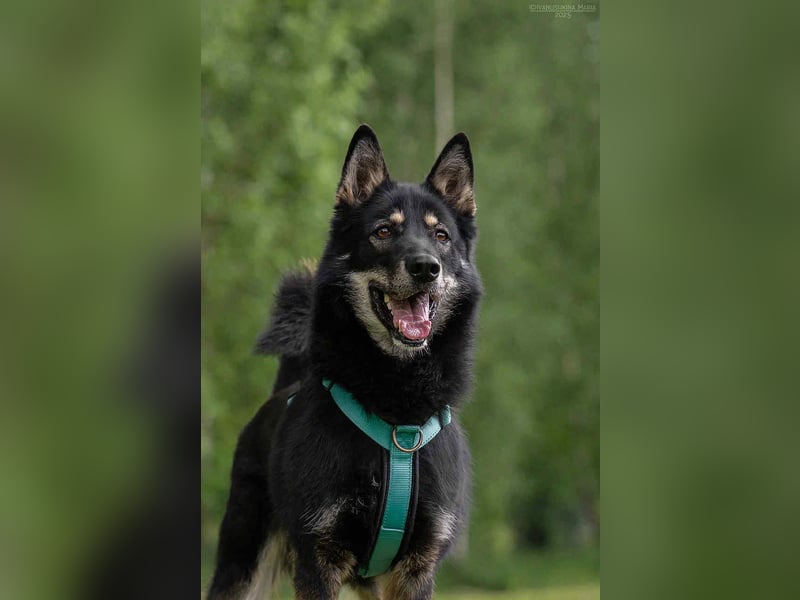 Sozialer Grey sucht seine Menschen