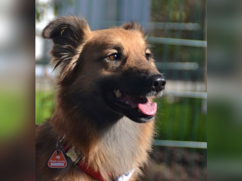 Dani – zarte Hundeseele mit großem Herzen