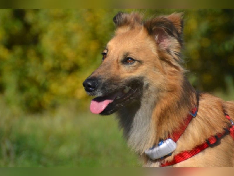 Dani – zarte Hundeseele mit großem Herzen