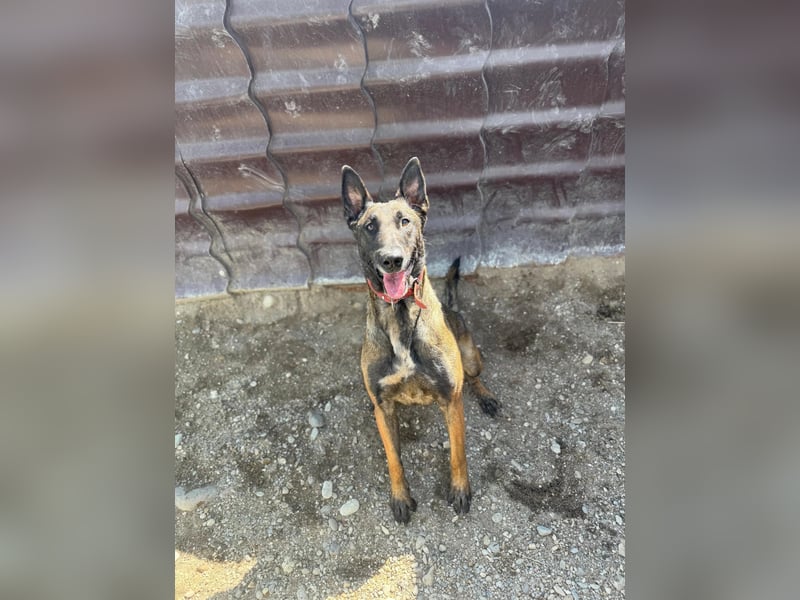 GINA - menschenbezogene & lernfreudige Hündin