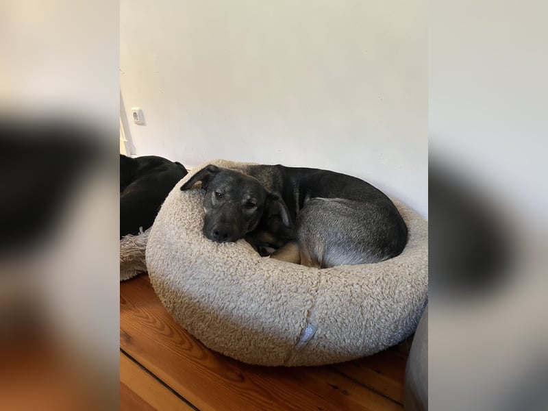 Verschmuster Junghund MORITZ sucht sein Zuhause!