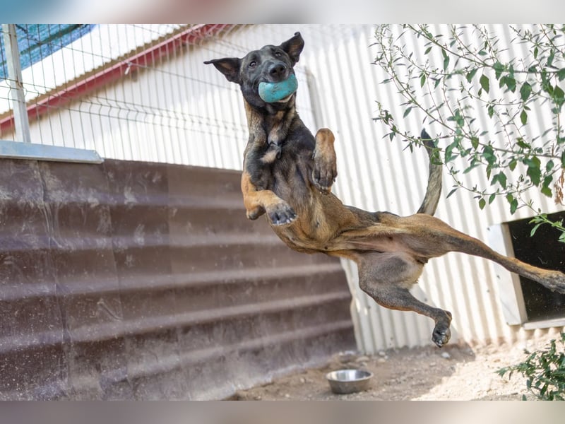 GINA - menschenbezogene & lernfreudige Hündin