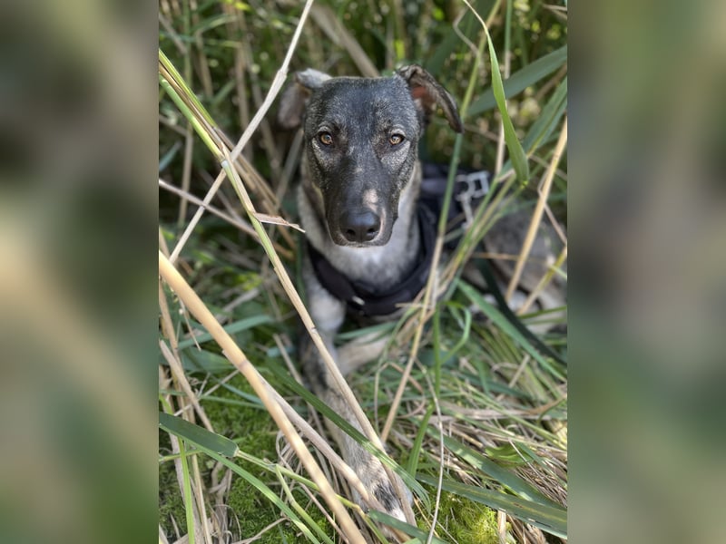 Verschmuster Junghund MORITZ sucht sein Zuhause!