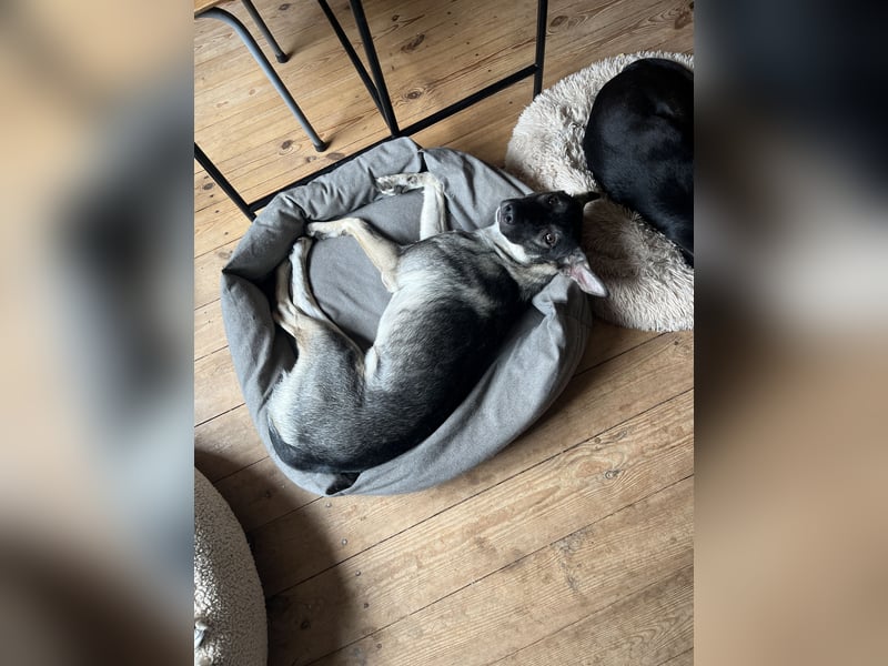 Verschmuster Junghund MORITZ sucht sein Zuhause!