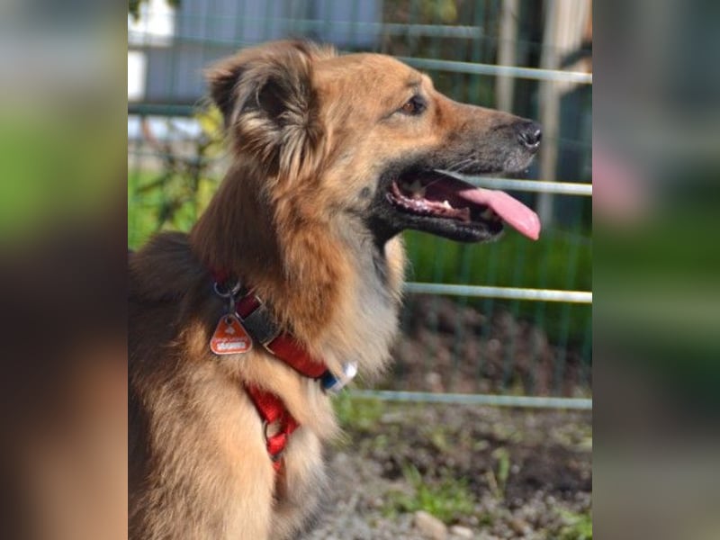 Dani – zarte Hundeseele mit großem Herzen