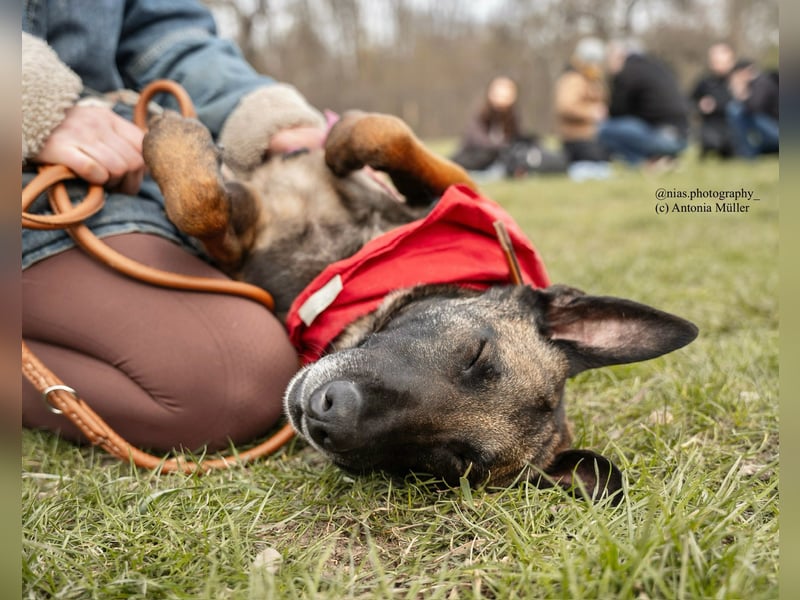 GINA - menschenbezogene & lernfreudige Hündin