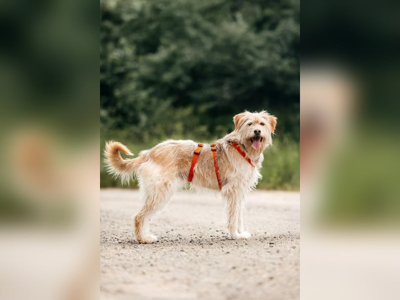 Fröhliche Lulu sucht ihre Familie