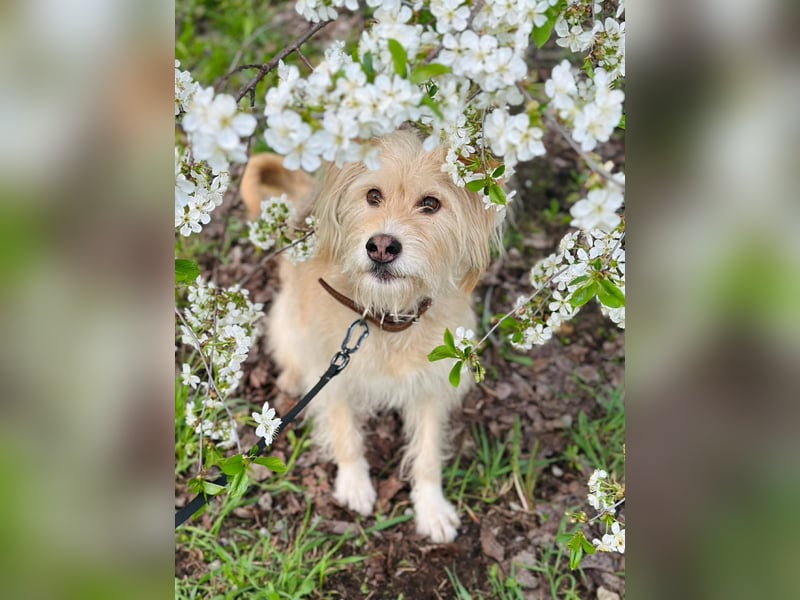 Fröhliche Lulu sucht ihre Familie
