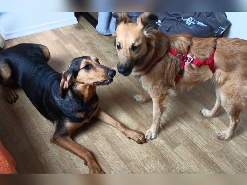 DANI  verschmuste und lernwillige Begleiterin