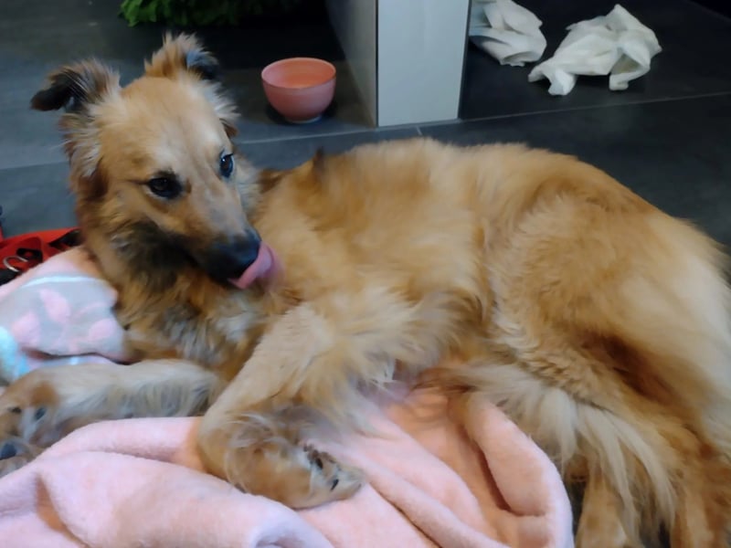 Dani – zarte Hundeseele mit großem Herzen