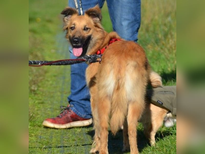 Dani, auf dem Weg zur Traumhündin