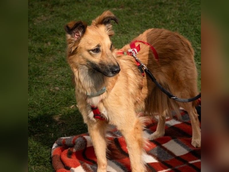 DANI  verschmuste und lernwillige Begleiterin