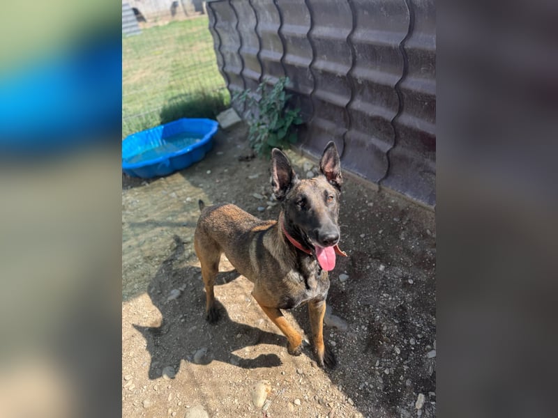 GINA - liebe, lernfreudige Hündin sucht ihr Zuhause