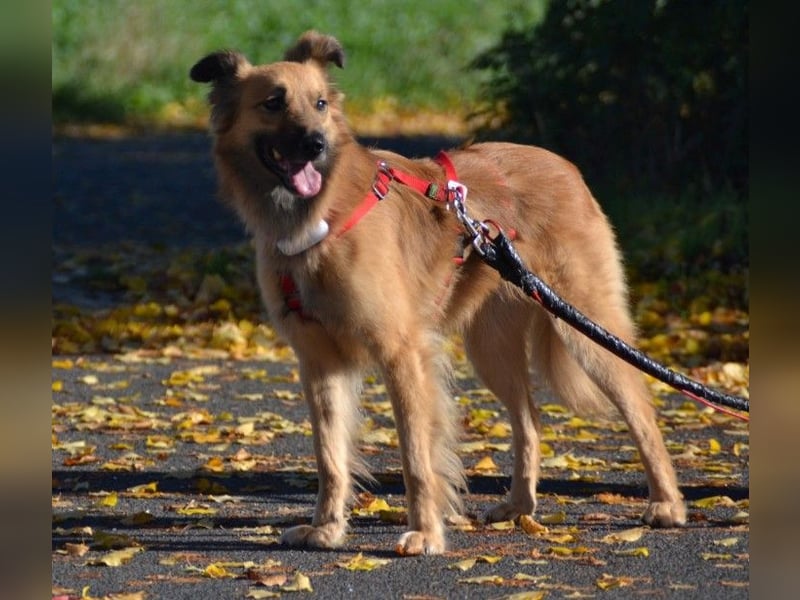 Dani, auf dem Weg zur Traumhündin